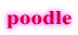 poodle